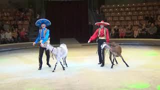 Цирковой номер - нубийские козлики. Ижевск. Performing nubian goats