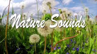 1 Hour Nature Sounds Relaxation - Insect Sounds - Birdsong -  Relaxing Sound of Water - Meditation