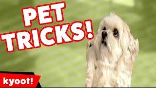 The Funniest Amazing Stupid Pet Tricks of 2016 Weekly Compilation | Kyoot Animals