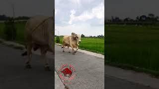 Huge Ongol / Sibbi Bull from Thailand #Shorts