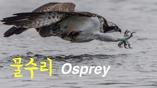 Osprey l Pandion haliaetus l Wildlife