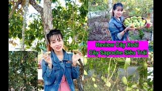 Review Cây Xoài,Cây Sapoche Siêu Trái | Vị Thanh Quê Tôi