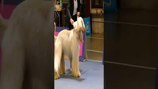 Raças de Cachorros: Afghan Hound Pt2! #cao #cães #afghanhound  #raçasdecachorros #raçasdecães