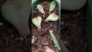 How to Propagate Succulents from Leaf Cutting