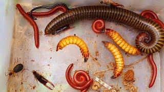 One Giant Millipede and Many Red Millipedes in the Wet Colony of the Building #insects #aminals