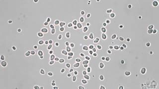 Pollen Grains in Water - Brownian Motion