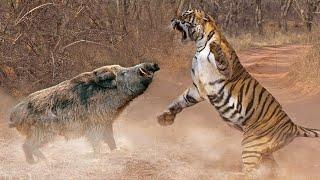 This is how wild BOAR responds to offenders! Wild pig and its main enemies.