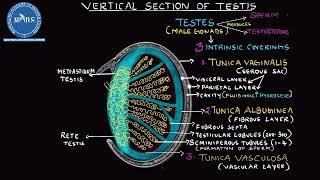 Vertical section of Testis