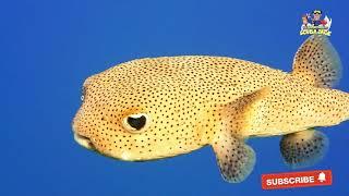 Puffer Fish: Nature's Most Amazing (and Deadly) Creature