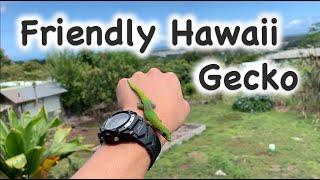 Friendly Hawaii Gecko