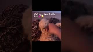 The most loved dog in the world  #cadburythepup #pamperedpets #pampereddogs #Shihtzu