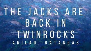 4K The Jacks are Back in Twin Rocks, Anilao, Batangas