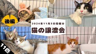 猫の譲渡会【2024年11月3日“後編”】目次付き（チャプター）で“推し猫”を見つけよう！ピーツー譲渡会場で幸せ探す11匹の猫たち  ねこ99福岡