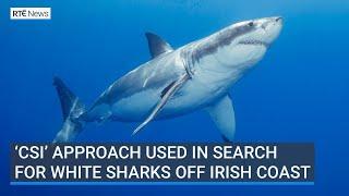 'CSI' approach used in search for great white sharks off Irish coast