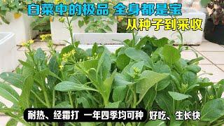 小白菜中的极品——菜心全身都是宝，家庭种植很简单！