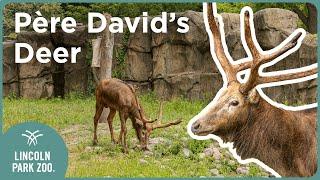 3 Things You Need to Know about Père David's Deer