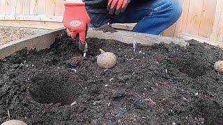 Sowing Potatoes, Germination Hints and Square Footing 