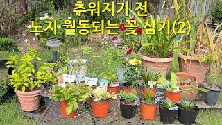 추워지기 전 노지 월동되는 꽃 심기(2) Planting flowers that overwinter in the open air before it gets cold (2)