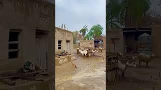 https://youtube.com/shorts/tZtbcaIb6TA?si=v-8LlVudWf7LqCvp #youtubeshorts#villagelife# Villegevlogs