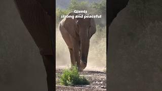 Desert elephants the gentle giants #namibia #elephant #naturelovers #travel #offroad #wildlife