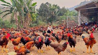 FULL VIDEO :100 days of taking care of chickens, building a farm in the middle of a wild forest