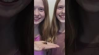 Blue Eye Cicada | Illinois 4 Year Old Makes Shocking Discovery #shorts