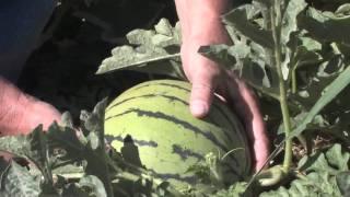 HOW TO VIDEO: PICKING WATERMELONS