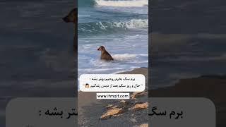 وقتی یه سگ دارم و شرایطم رو میفهمه  - فروشگاه اینترنتی ای تی مای تی - ارسال رایگان لوازم جانبی