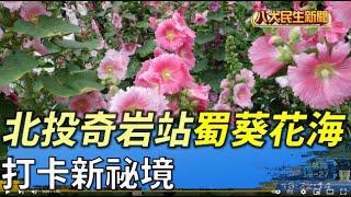 北投奇岩站蜀葵花海 打卡新祕境 |【民生八方事】| 2022041604 @gtvnews27