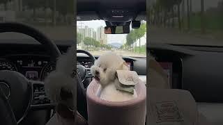 Join the Adventure! Little Woof Woof Takes You on a Road Trip! #DogsLoveRoadtrips...