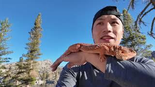 My Bearded Dragon LOVES BACKPACKING