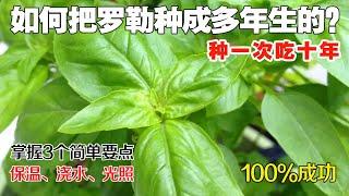 历时5个月记录，如何把罗勒（九层塔）种成多年生的，种一次吃十年！How to make Basil perennial