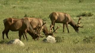 Rivers of the Rockies Clip - Beavers and Elk