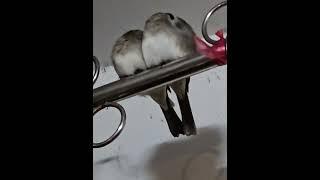 半夜飛來陽台兩隻一起睡覺的鳥-20241213