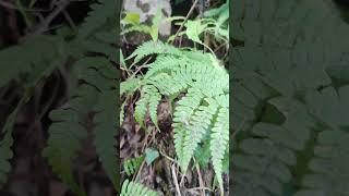 The Graceful Fern | Nature's Green Marvel 