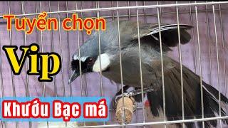 [ 25/ 8 ] Khướu bạc má Cao Bằng “ Tuyển chọn Vip - Chất lượng cao” mời ae lựa chọn. ĐT 0869777535.