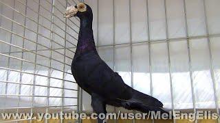 Pigeons Carrier - English Carrier Pigeon - حمام زاجل إنجليزي - Английский карьер голубь