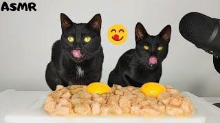 Cats eating Wet food with Egg Yolk ASMR