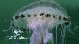 Scuba Diving and Marine Life: Jellyfish