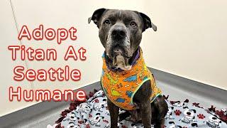 Adopt Titan At Seattle Humane