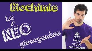 Cours de biochimie: La néoglucogenèse