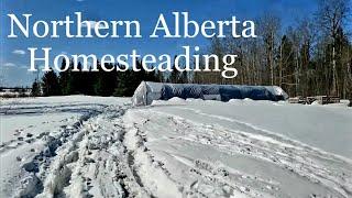 Northern Alberta Homesteading Spring Difficulties