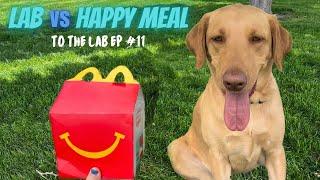 Labrador puppy tries a Happy Meal!