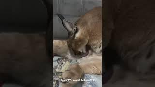 Typhoon is Grooming Cutely  #floppa #caracal