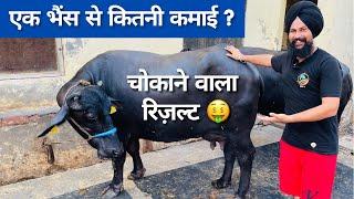 एक भैंस की कितनी कमाई? चौक आने वाला रिजल्ट How Much income From Buffalo Dairy farming Profit