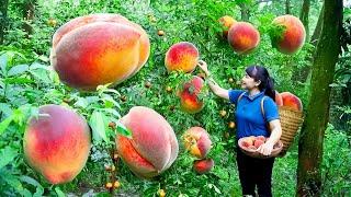 How to Harvest Peach, goes To Market Sell - Harvesting and Cooking |Tieu Vy Daily Life