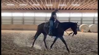 Emotional Collection after the canter -The Natural Horseman, horse training