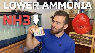 High Ammonia Levels in Goldfish Tank? - How to Lower it