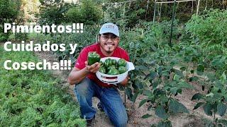 Pimientos!!!Cuidados, Consejos y Cosecha del Pimiento! Como plantar pimientos! Hagamos un Huerto!