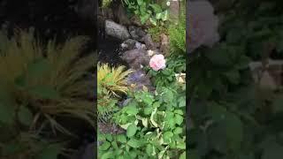 Louise Reed garden video